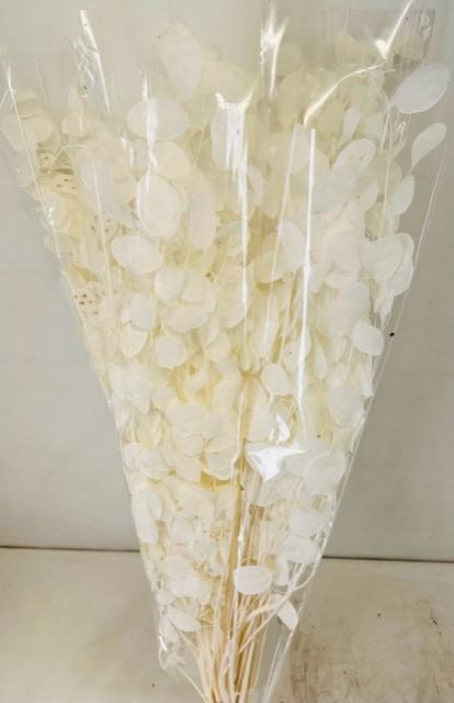 1x Dc lunaria bleached 70cm