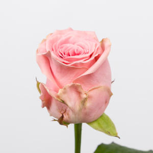 10x Rosa sophia loren 50cm