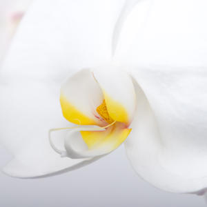 25x Phal.kobe