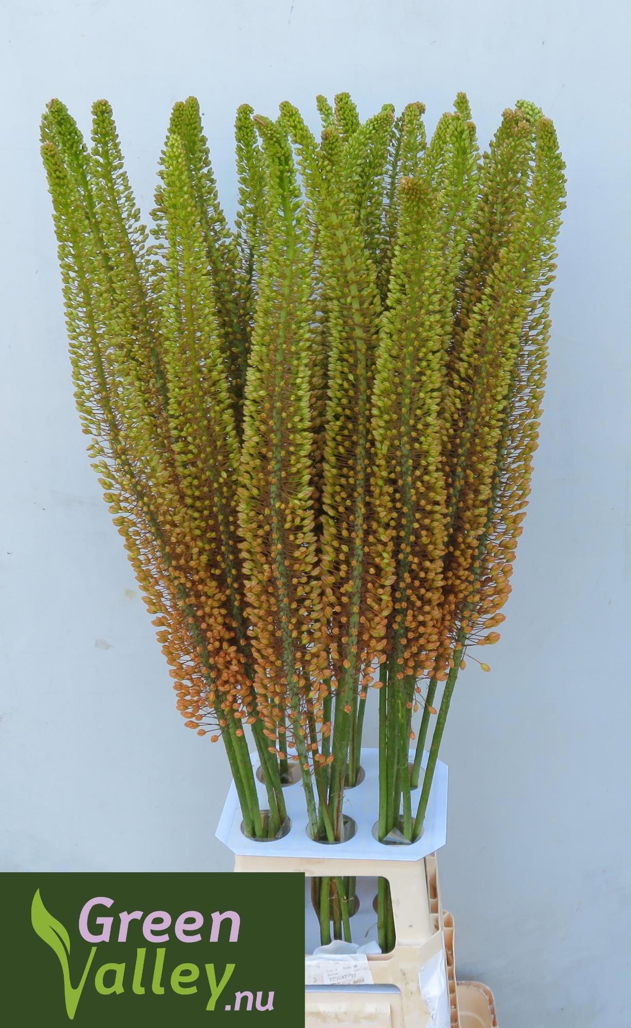 10x Eremur.emmy-ro 80cm