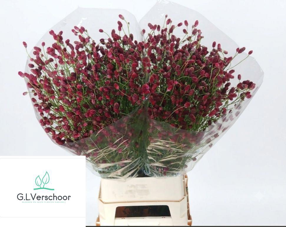 50x Sanguisorba arnhem 80cm