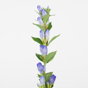 10x Gentiana blue sky 80cm