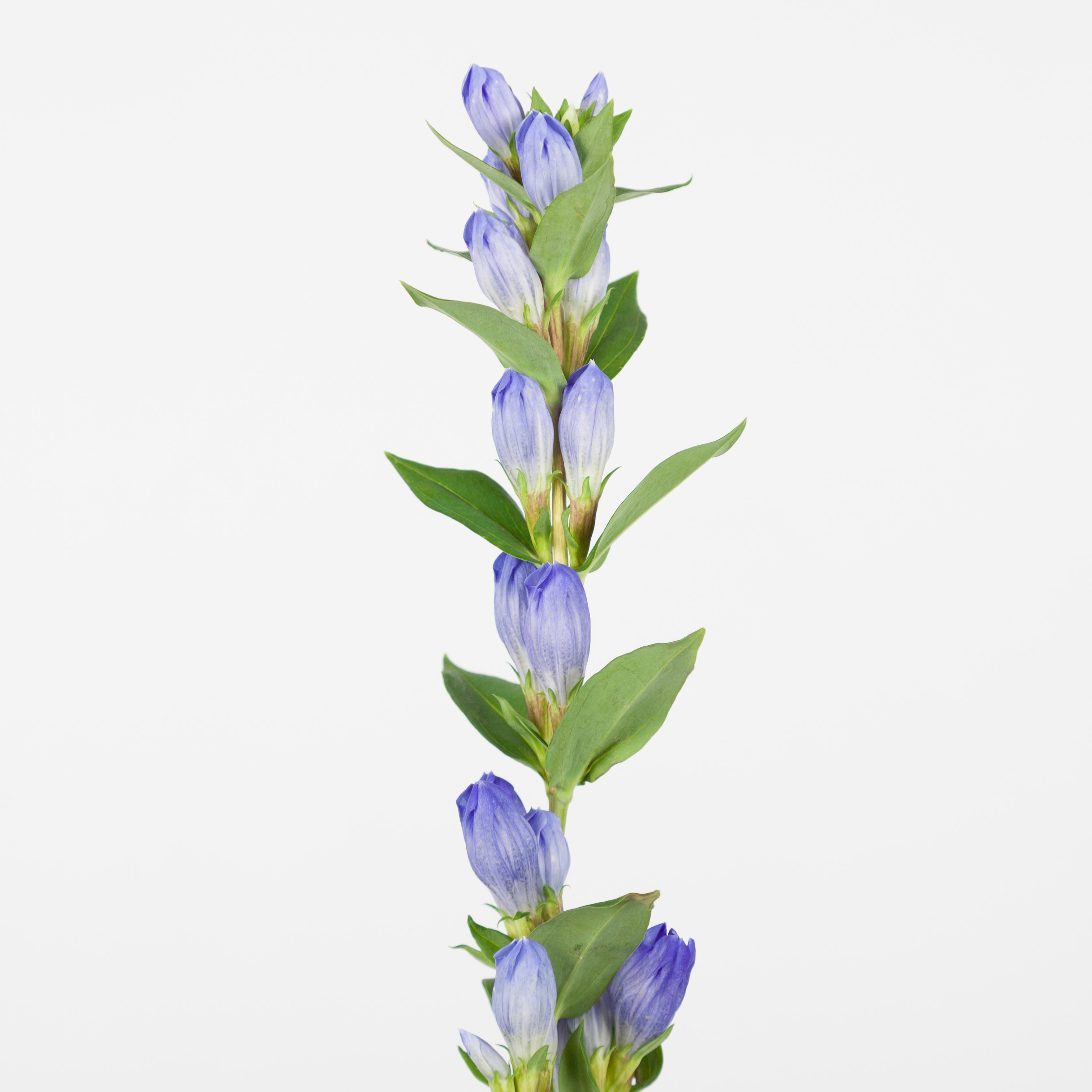 10x Gentiana blue sky 80cm