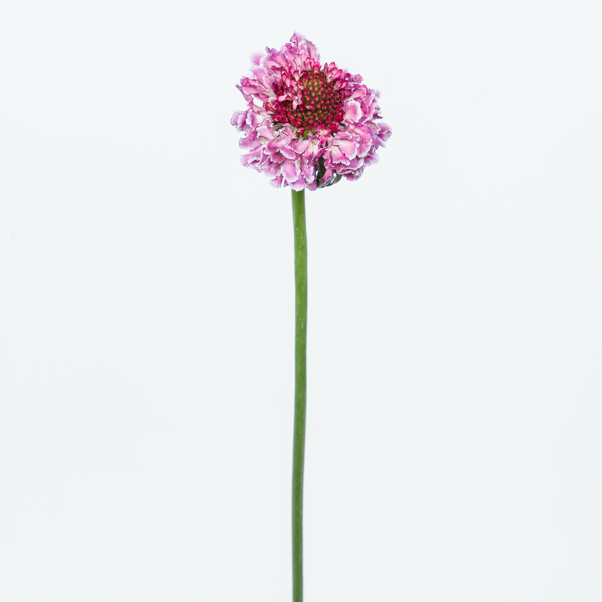 25x Scabiosa focal scoop bicolor pink 60cm