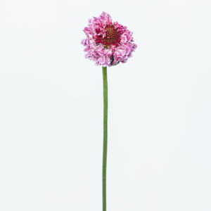 25x Scabiosa focal scoop bicolor pink 60cm