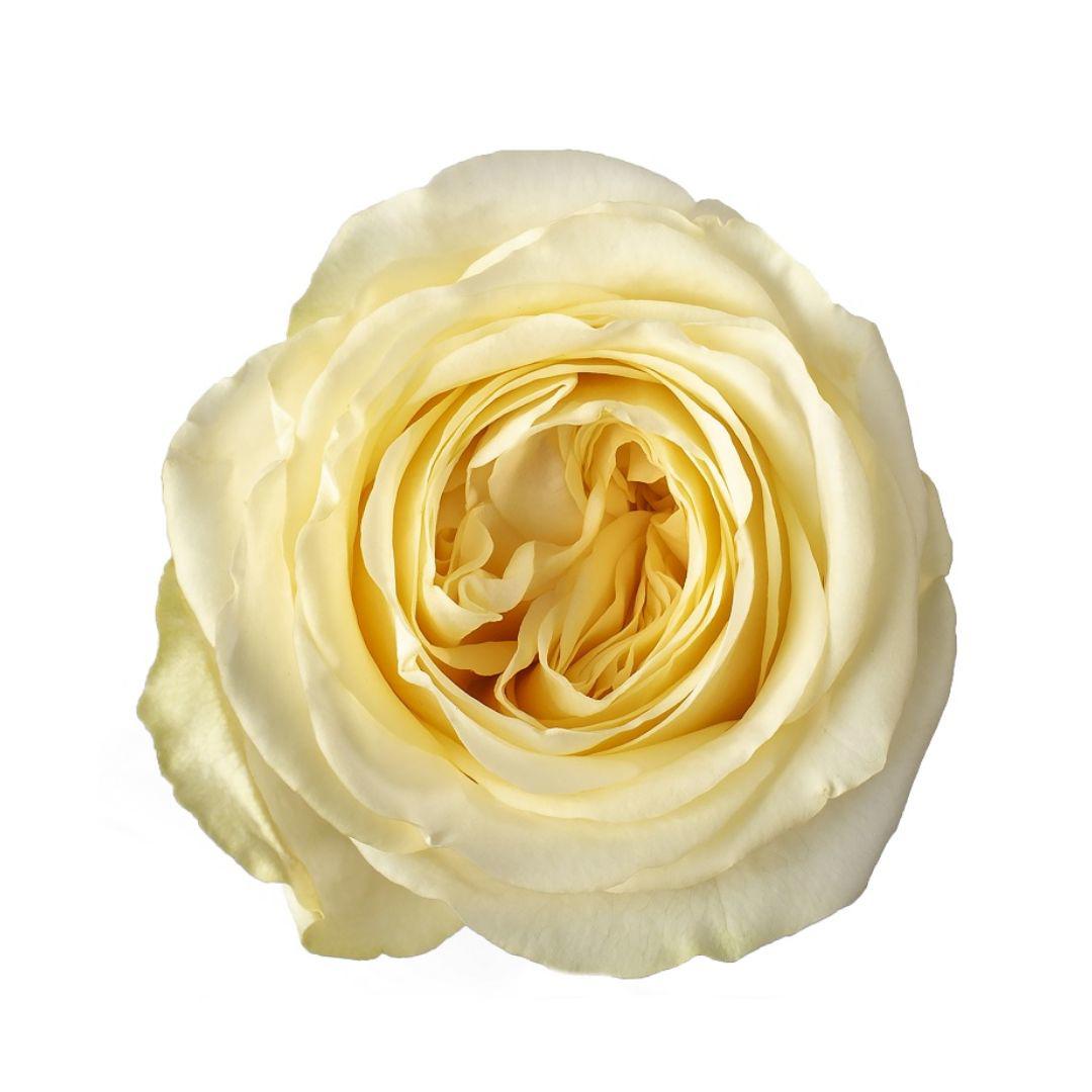 10x Rosa buttercup 60cm