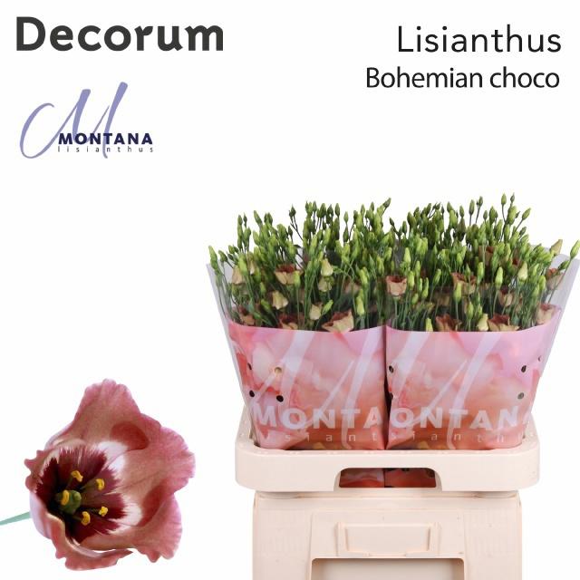 10x Eust.bohemian choco en 70cm