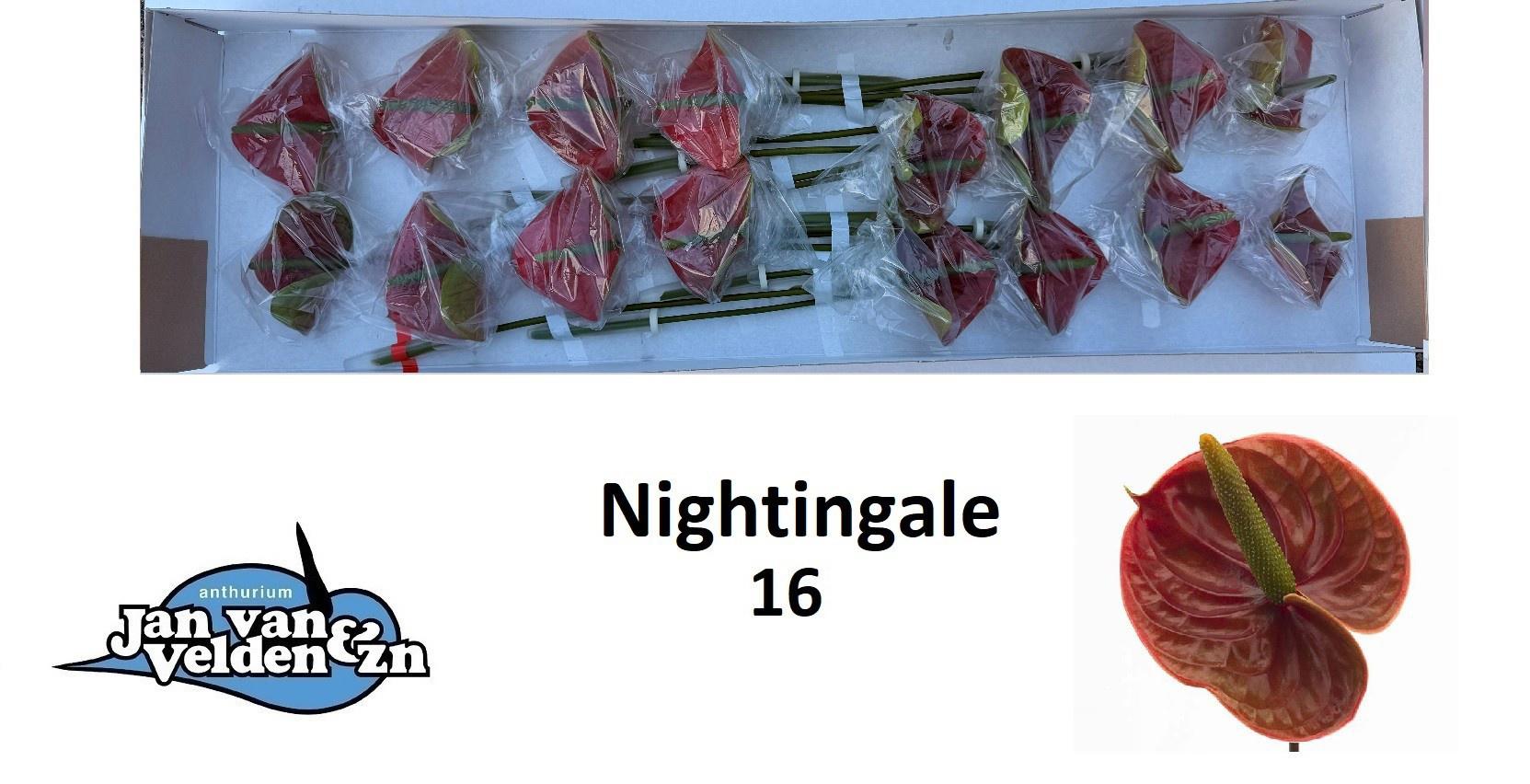 16x Anth.nightingale 10cm