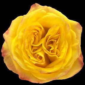 25x Rosa saint tropic 70cm