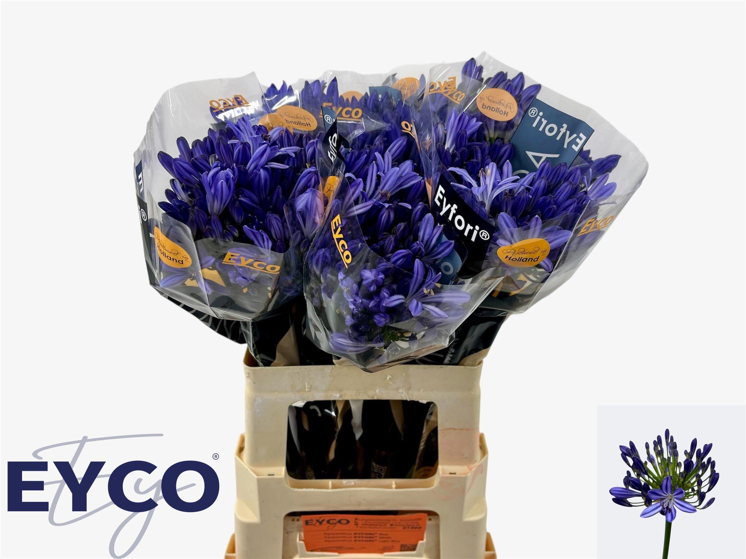 10x Agapanthus atlantic ocean 60cm