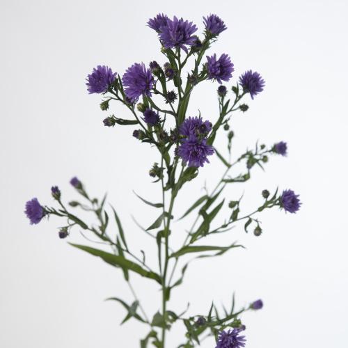 25x Aster teeny tiny blue 80cm