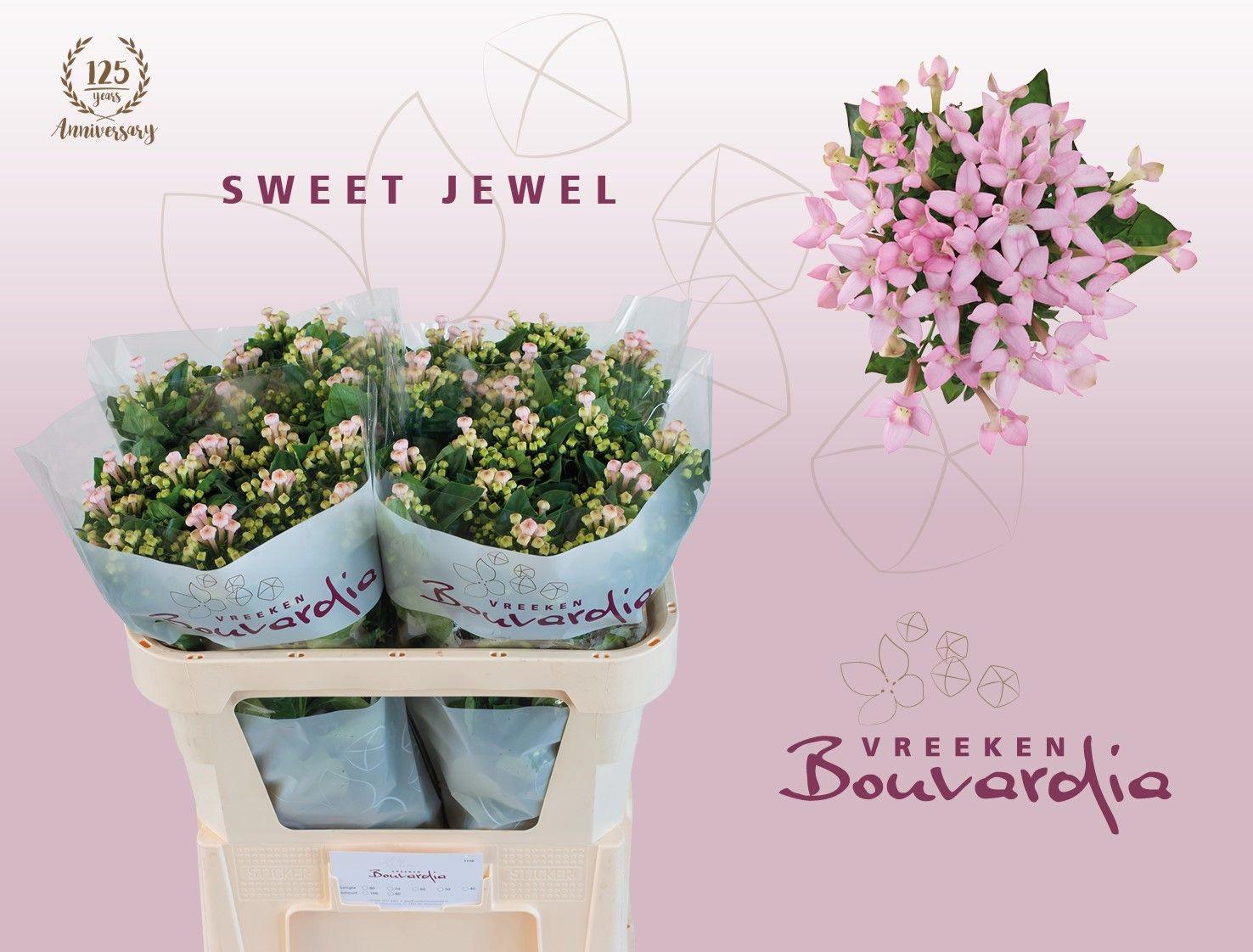10x Bouv.sweet jewel 70cm