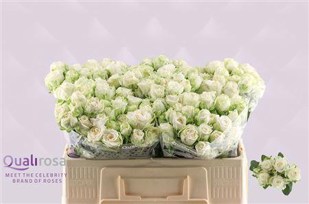 10x Rosa miss bombastic 50cm