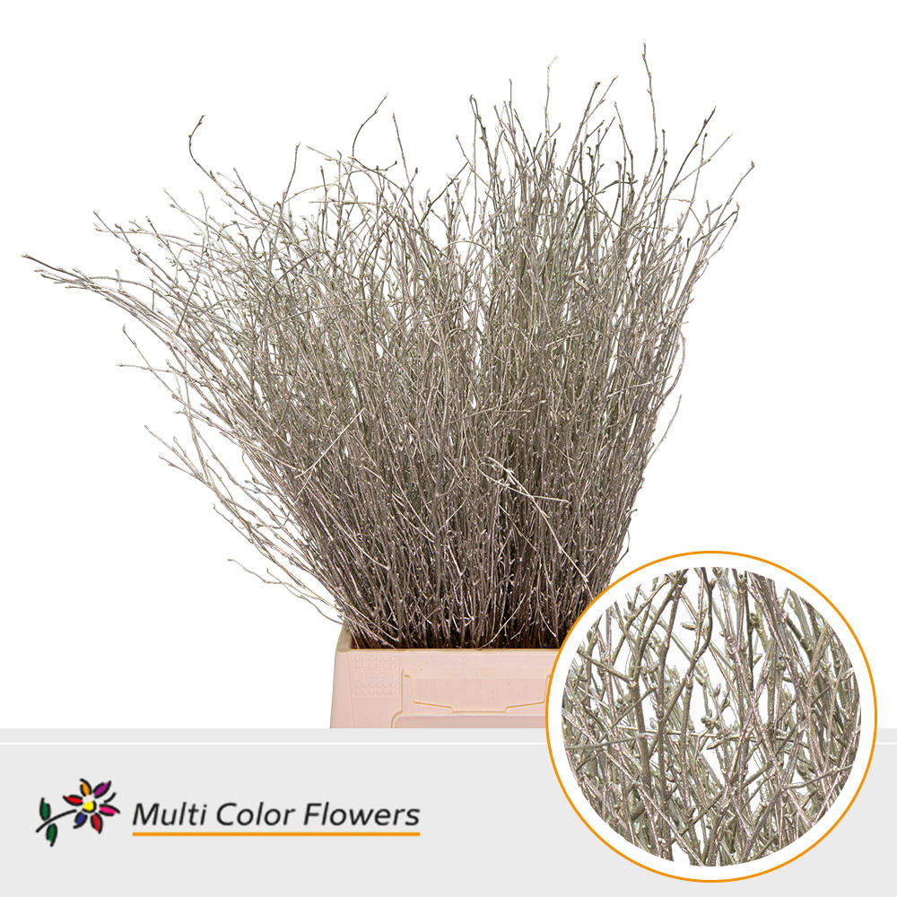10x Tk betula platina 70cm