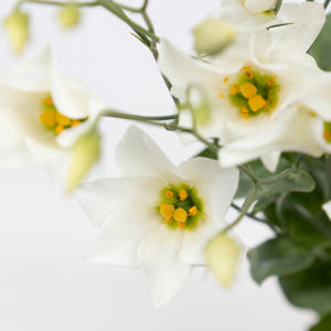 10x Eust.botanic white en 70cm