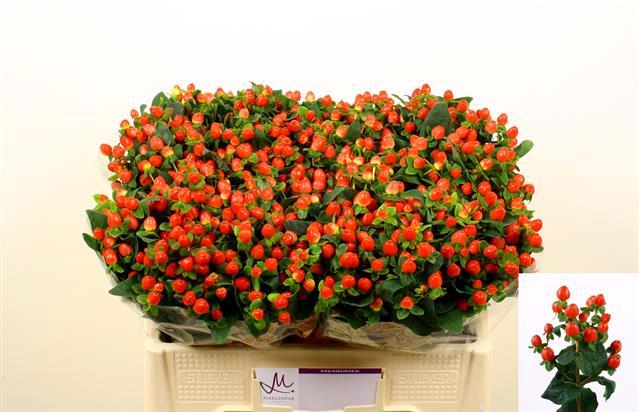 25x Hyper. - rood 50cm
