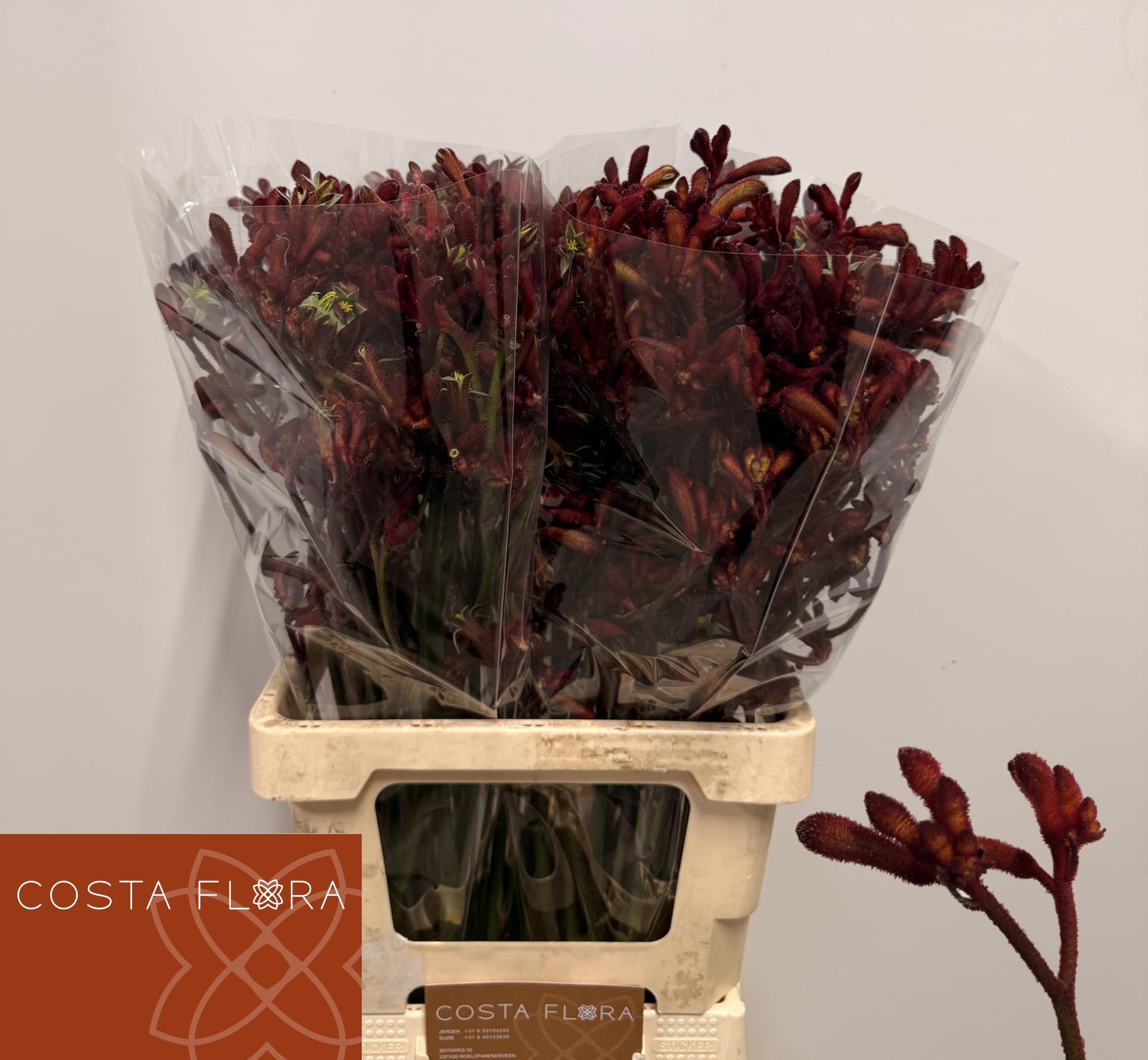 20x Anigoz. - rood 70cm