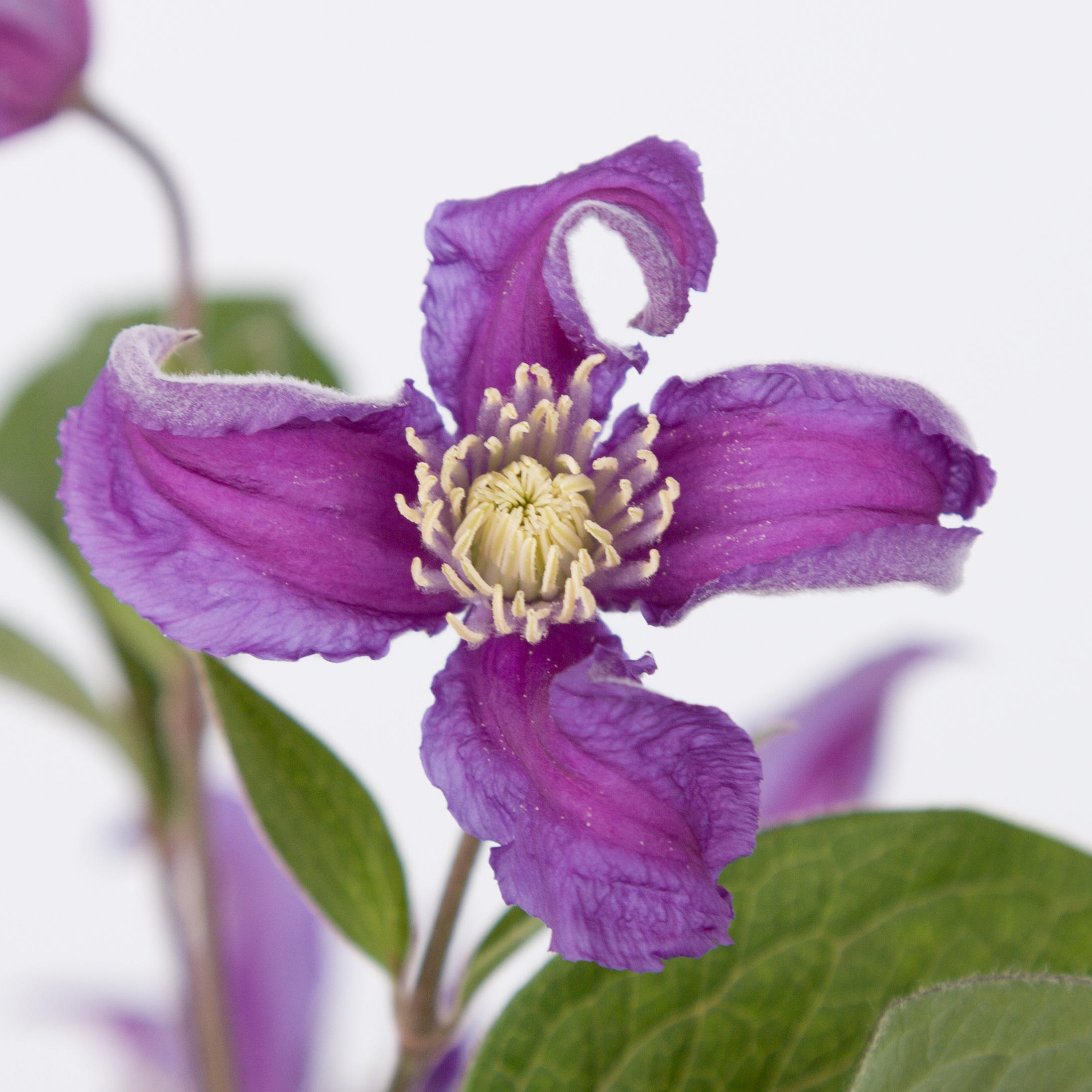 10x Clematis blue pirouette 60cm