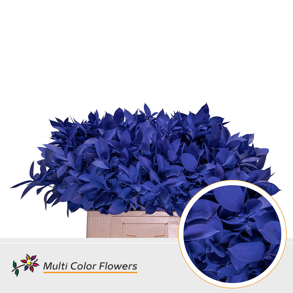 50x Sg ruscus 60cm