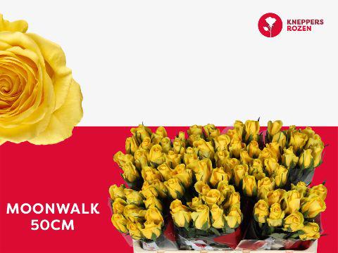 10x Rosa moonwalk 50cm