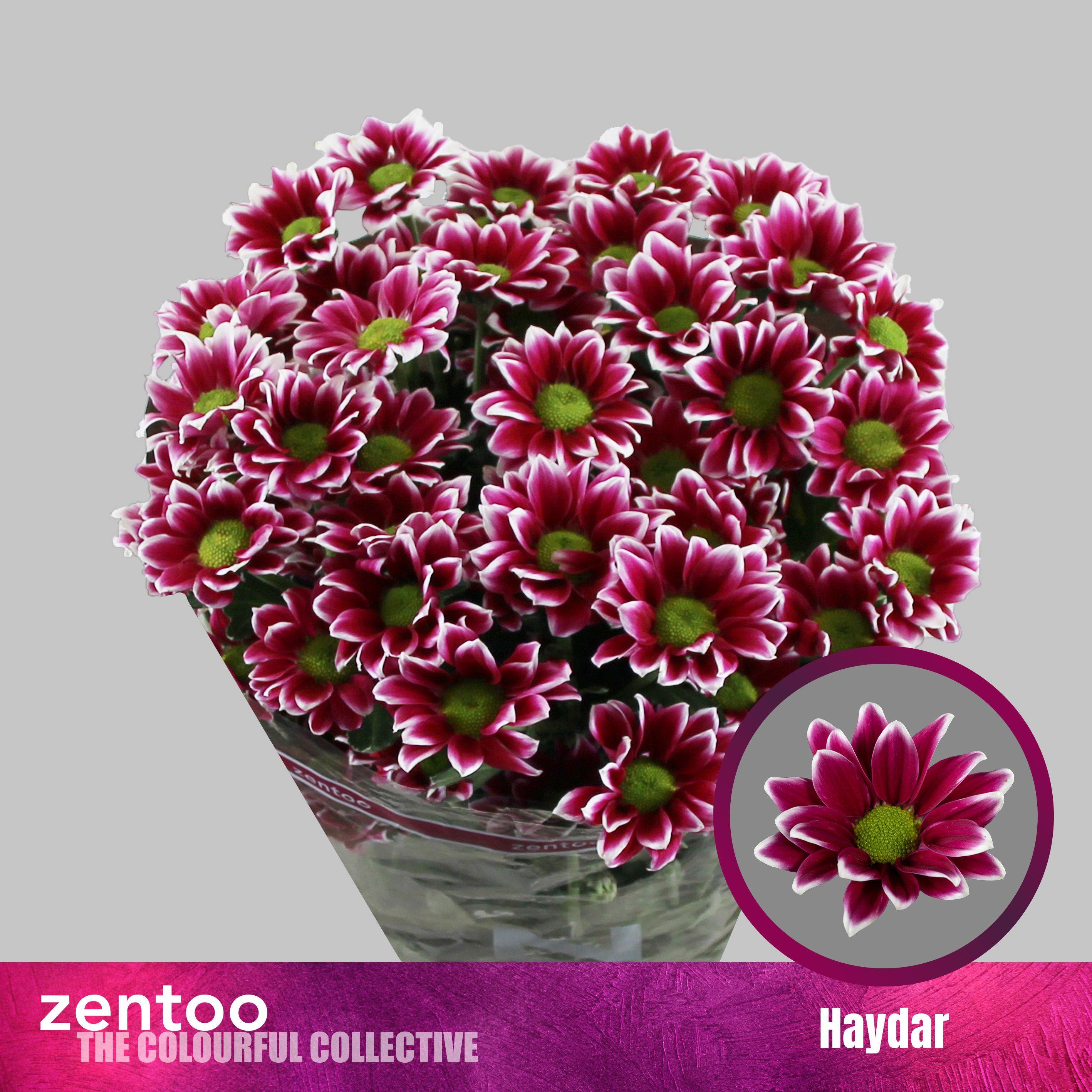 10x Chrysant haydar 70cm