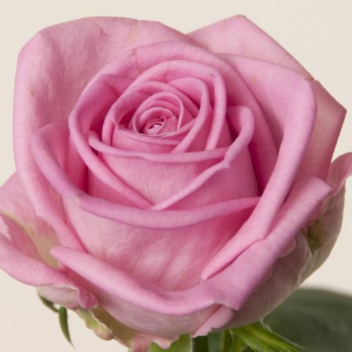 10x Rosa aqua! 60cm