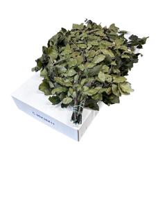 5x Dc fagus groen gestabiliseerd 70cm