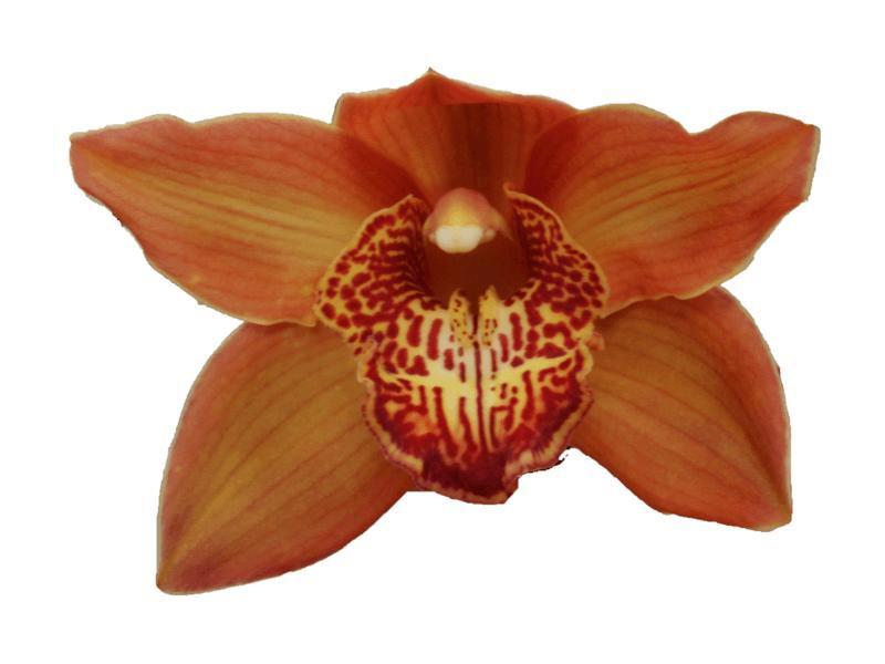 1x Cymb.cognac 60cm