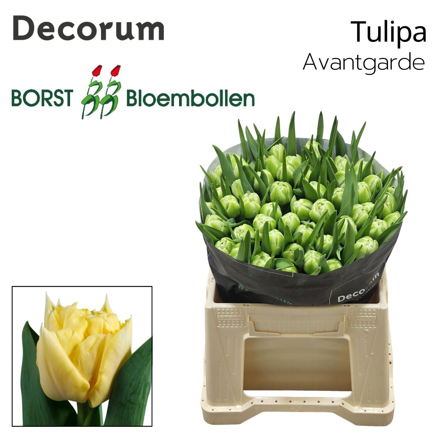 50x Tulipa avant garde du 30cm