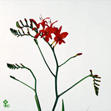 20x Crocosm.red king 70cm