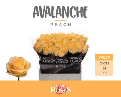 10x Rosa avalanche peach+ 60cm