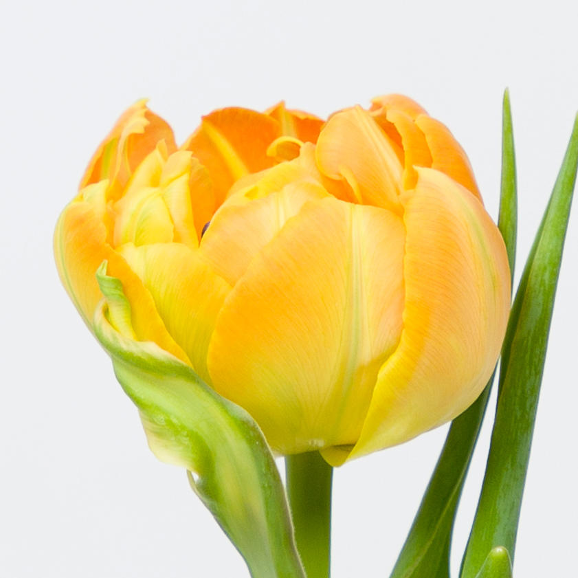 50x Tulipa monte orange du 40cm