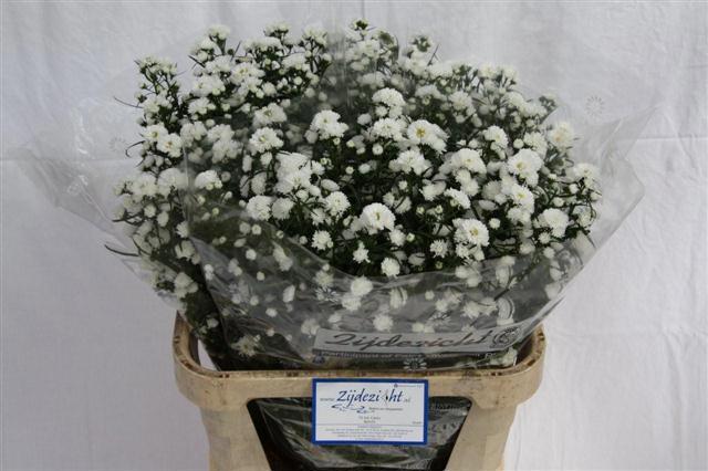 25x Aster cassy 80cm
