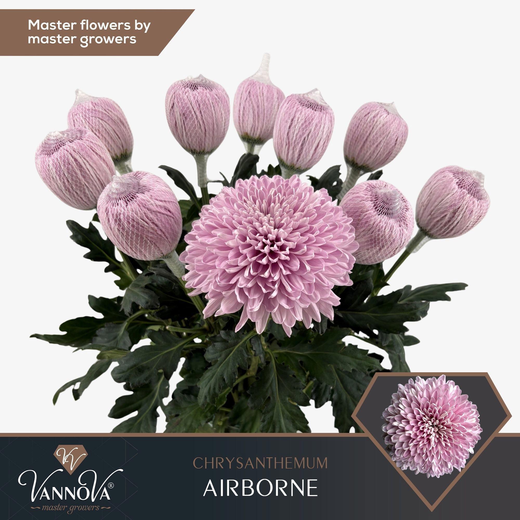 10x Chrysant airborne g 70cm