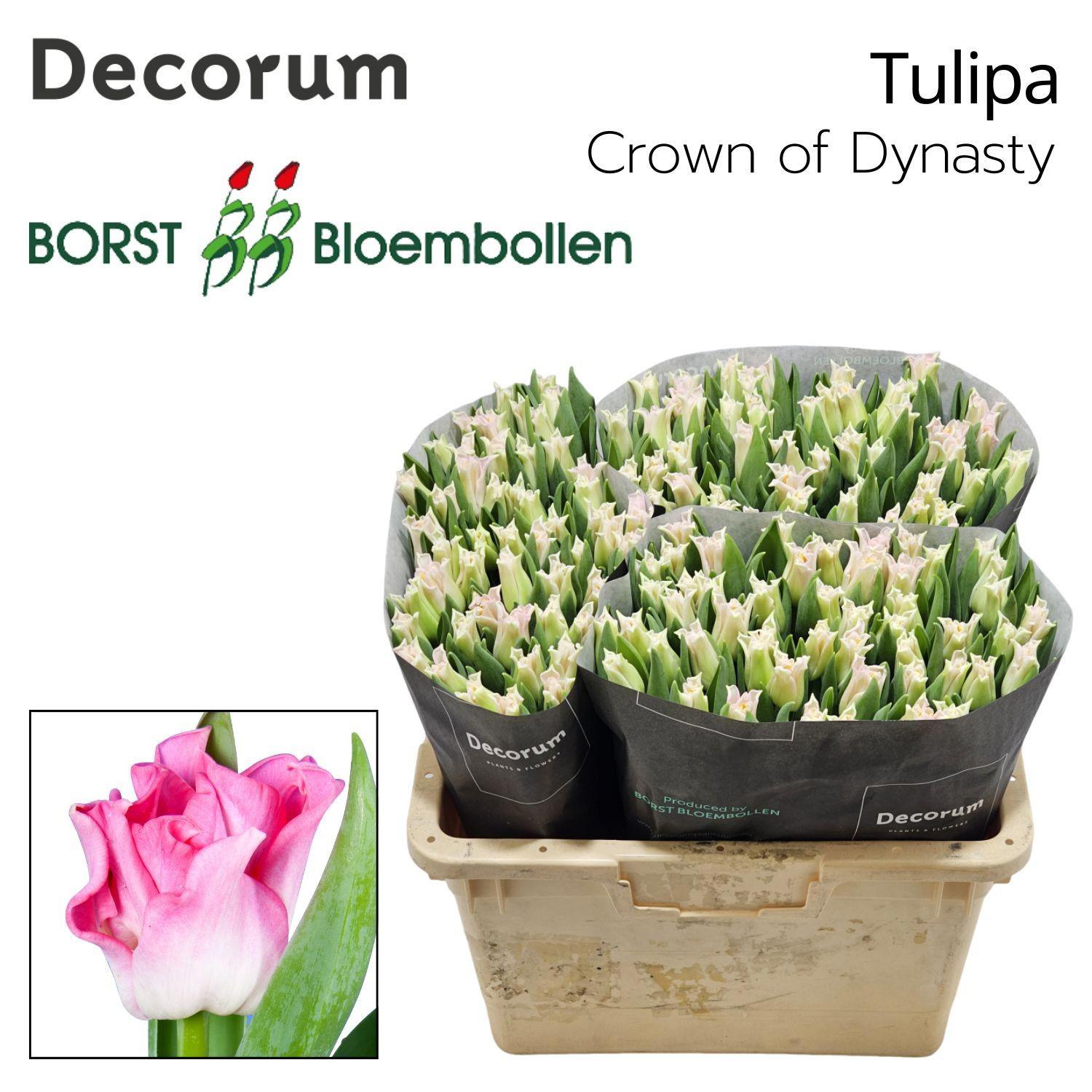 50x Tulipa crown dynasty co 40cm