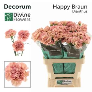 20x Dian.st.happy braun 60cm