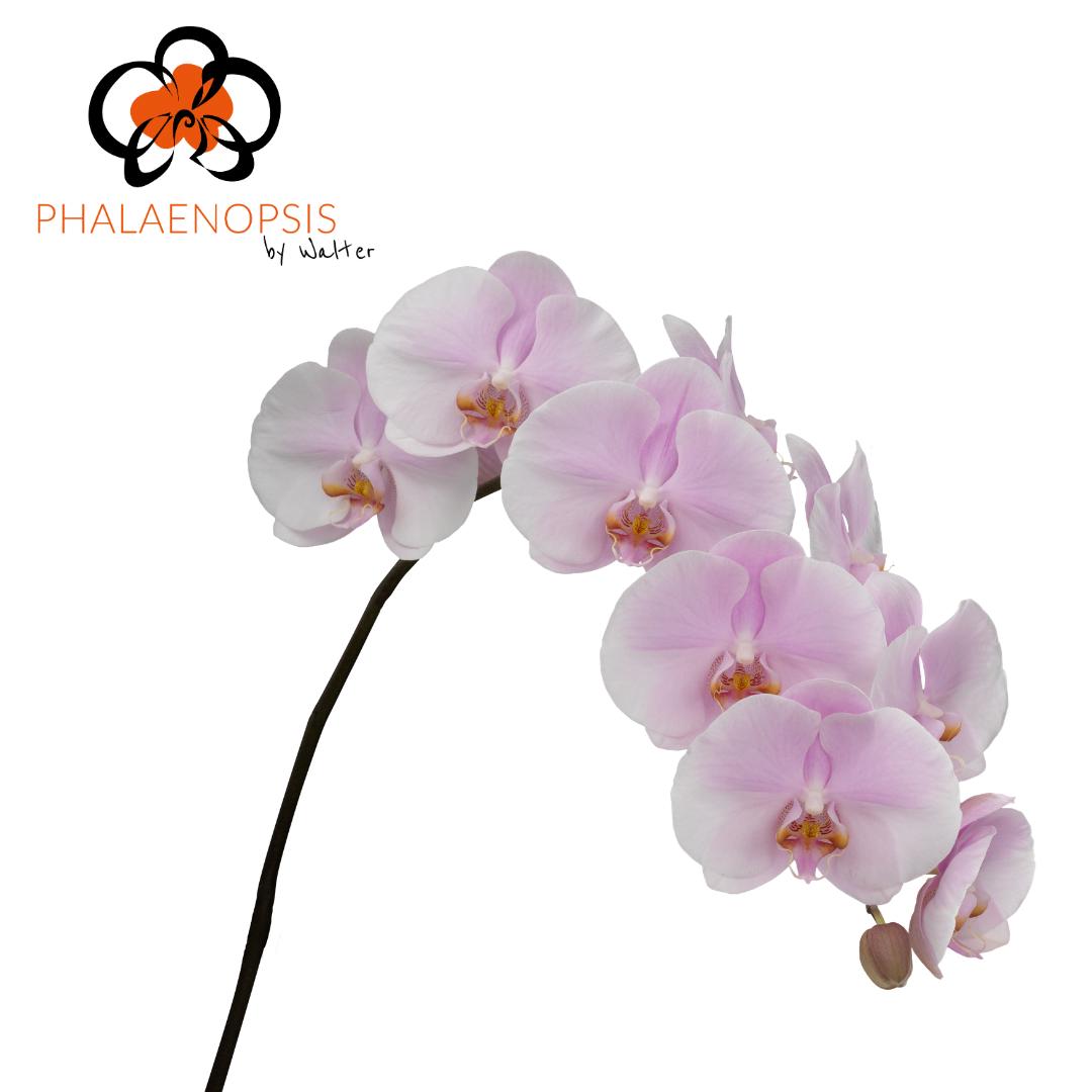 45x Phal.tikal 80cm