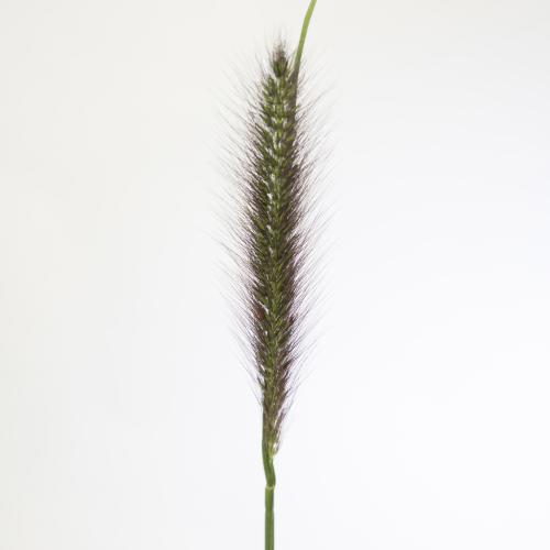 25x Gs pennisetum black fox 70cm