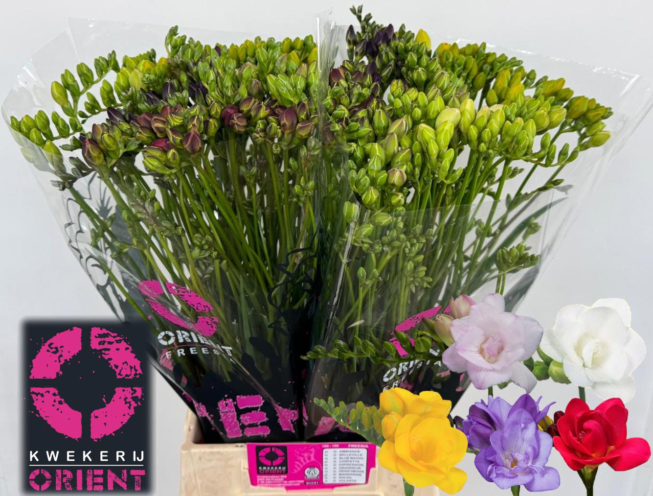 50x Freesia mix var.du 50cm