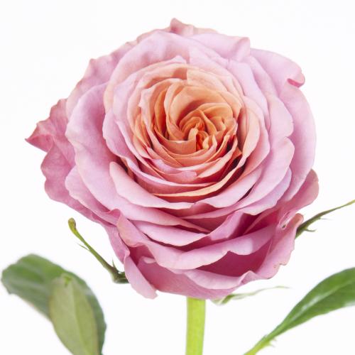 25x Rosa purple moon 60cm