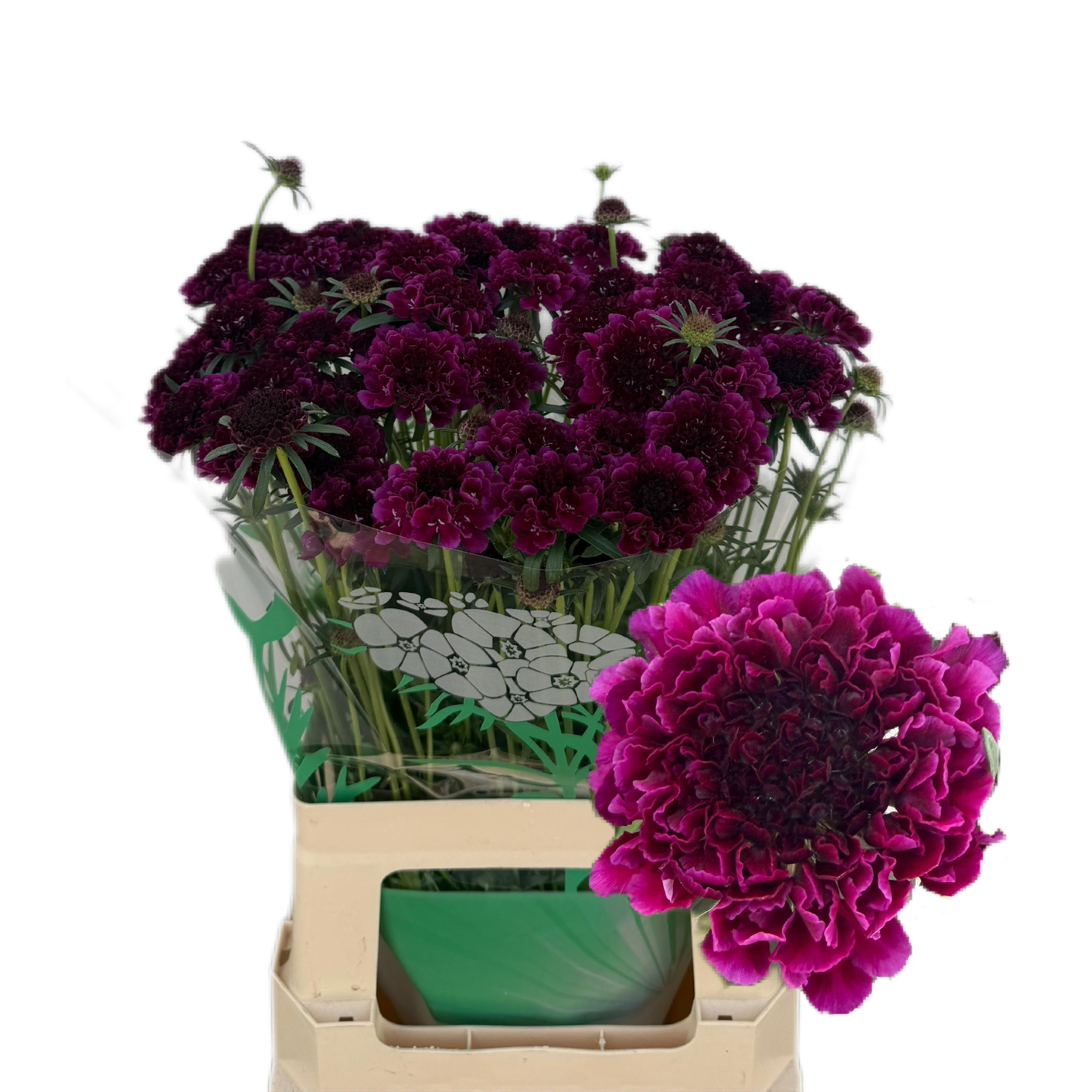 50x Scabiosa red velvet scoop 60cm