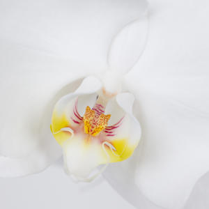 25x Phal.sensation white