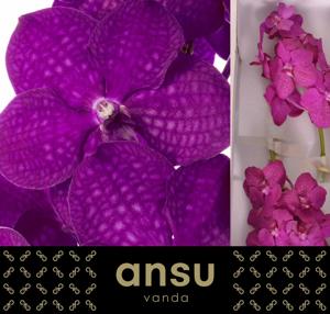 16x Vanda nit.raspberry cerise 20cm