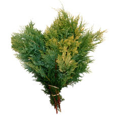 4x Ko cham.pis.plumosa aurea 40cm