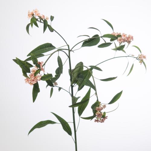 10x Euph.ful.pink baron 80cm