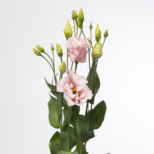 10x Eust.corelli light pink du 70cm
