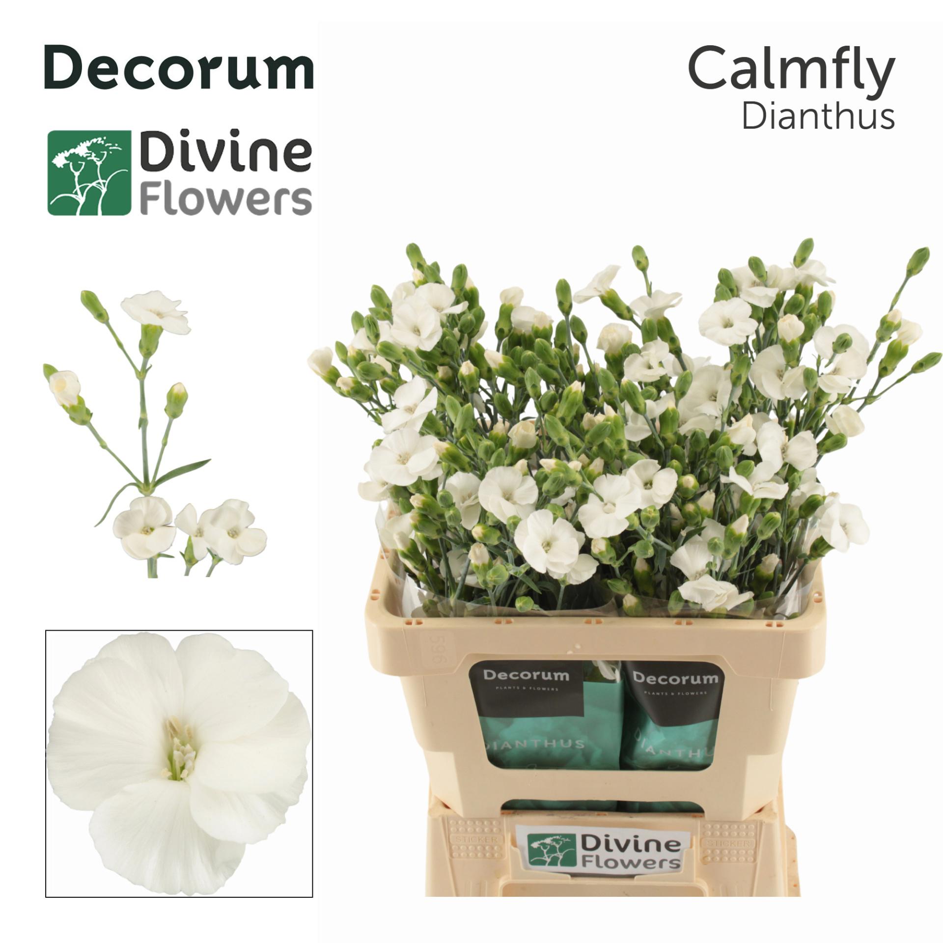 20x Dian.tr.solomio calmfly 60cm