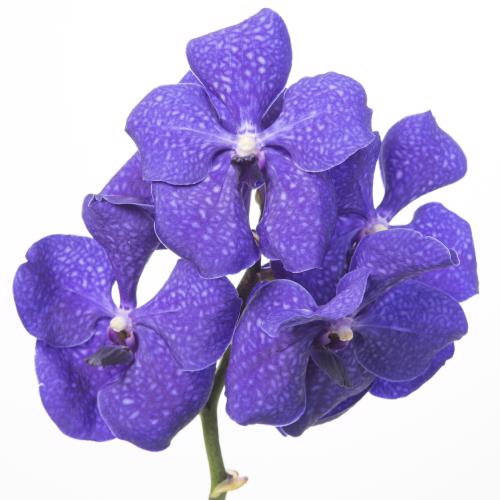 16x Vanda nit.royal blue