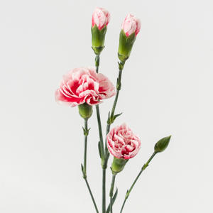 20x Dian.tr.scarlet plus 60cm
