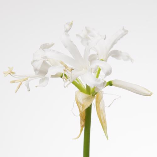 10x Nerine biancaneve 50cm